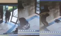 Kediye eziyet eden şahıs yakalandı