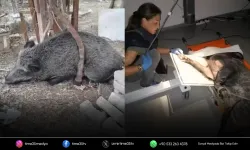 İzmir’de yaralı domuz tedavi edilerek doğal yaşama salındı