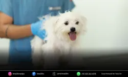 Uygunsuz koşullarda tutulan 20 köpek bakımevine alındı