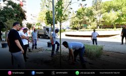 Bornova sakura ve tarçın kokacak