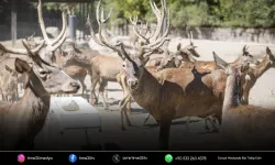 İyileşen kızıl geyik Paşa yeni yuvasında