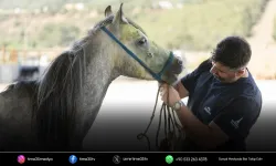 İzmir’de çiftçilere ücretsiz binek hayvanı desteği