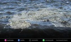 İzmir Körfezi’nde balık ölümleri yeniden başladı