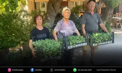Urla Belediyesi’nden üreticiye 50 bin adet sebze fidesi
