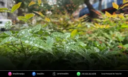 Kuraklıkla mücadele eden İzmir'de yağmur serinliği