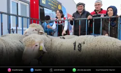 Aliağa Belediyesinden üreticiye damızlık koyun desteği