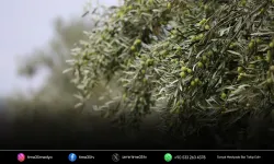 Aliağa’da 4. Zeytin Hasat Şenliği başlıyor!