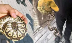 Gören gözlerine inanamadı! Cebinden piton çıktı