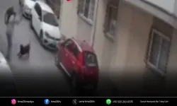 İzmir’de sokak köpeğine kemerli şiddet