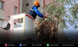 Buca Belediyesi'nden budama seferberliği