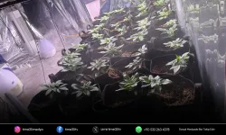 Evini seraya çevirmiş: 34 kenevir bitkisiyle yakalandı