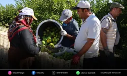 Mandalina ihracatta zirveyi bırakmıyor