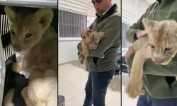 Veteriner kliniğinde aslan yavrusu ele geçirildi