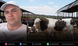 Menderes’te feci ölüm: Dananın darbesiyle hayatını kaybetti