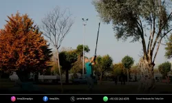 Balçova’nın zeytinleri halkın sofrasına dönüyor