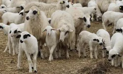 Canlı hayvanlarla metamfetamin sevkiyatı