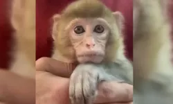 Elazığ’da yakalanan maymun koruma altına alındı