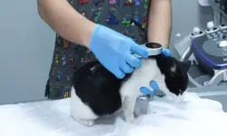 Kayıt yaptırmayan yandı: PETVET’te son günler