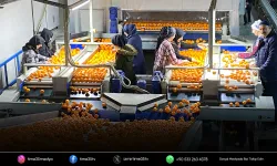 Mandalina ihracatı tarih yazıyor