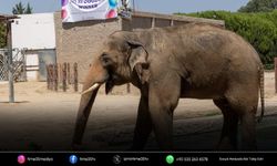 İzmir Doğal Yaşam Parkı’nda fillere özel bakım