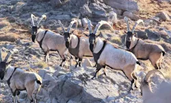 Yaban keçisi vuran avcıya 953 bin TL ceza