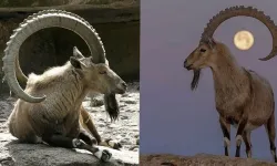 Yaban keçisi vuran avcıya 996 bin TL ceza