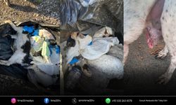 Dikili barınağındaki görüntüler Türkiye'yi ayağa kaldırdı