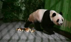 Japonya'daki son iki dev panda Çin'e döndü