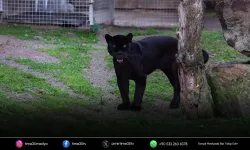 Özel bakım altında olan dişi jaguar Juliet vefat etti