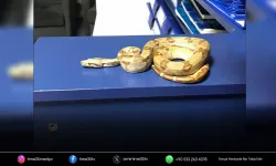 Kafede Mısır yılanı gezdi; 11 bin 977 TL ceza yedi