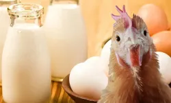 Kasım ayında beyaz et ve süt üretiminde düşüş