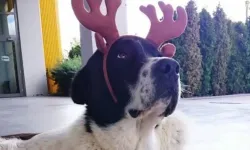 Matmazel’in ölümü hakkında soruşturma