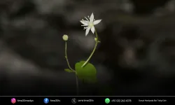 İzmir'de endemik bitki türü keşfedildi