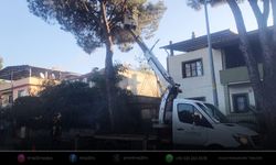 Aydın'da yeşil alanlarda eş zamanlı bakım çalışması