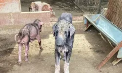 Barınaktaki tepki çeken görüntülere soruşturma