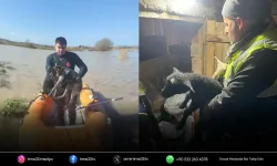 Sağanakta seferberlik: Mahsur kalan hayvanlar kurtarıldı