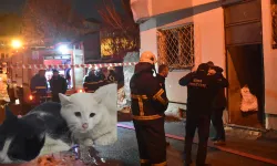 Kedilerin beslendiği evde yangın; 26 kedi öldü
