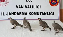 Kınalı keklik avına 85 bin TL ceza