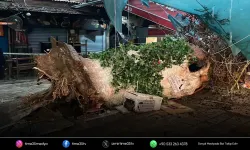 İzmir'de sağanak; asırlık ağaç devrildi