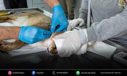 Yaralı Saz Kedisi yeniden ekosistemine döndü