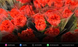 İzmir’de 8 Mart için karanfil hazırlığı