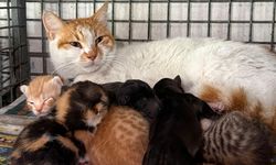 Gebe köpek öldü, yavrulara anne kedi sahip çıktı