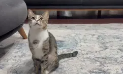 Kedinin midesinden vantuz çıktı