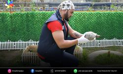 Kuşadası'nda tedavi edilen kaplumbağalar yuvaya kavuştu