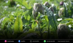 Menemen’de enginar hasadı başladı