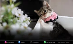 Buca Belediyesi ‘Zero’ için seferber oldu