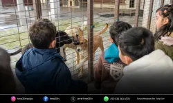 İzmir’de 3 bin 300 hayvan sahiplendirildi
