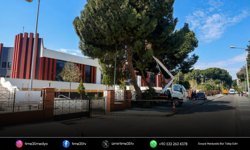 Efeler Belediyesi’nden yüksek çam ağaçlarına bakım