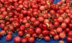 Sezonun ilk kirazı 6 bin TL'den satıldı