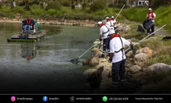 Deniz marulunun nedeni Gediz kirliliği